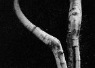 Birch Trunks by Erica Oram CPAGB BPE1  RON HARRISON TROPHY for BEST SMALL PRINT